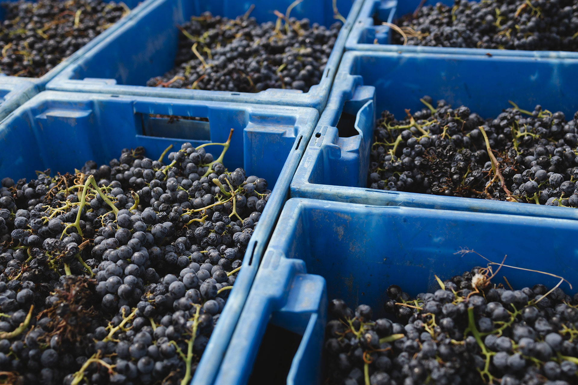 Fundo de vinha alentejana com uvas