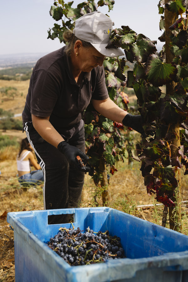 Galeria de vinhos - garrafas e rótulos