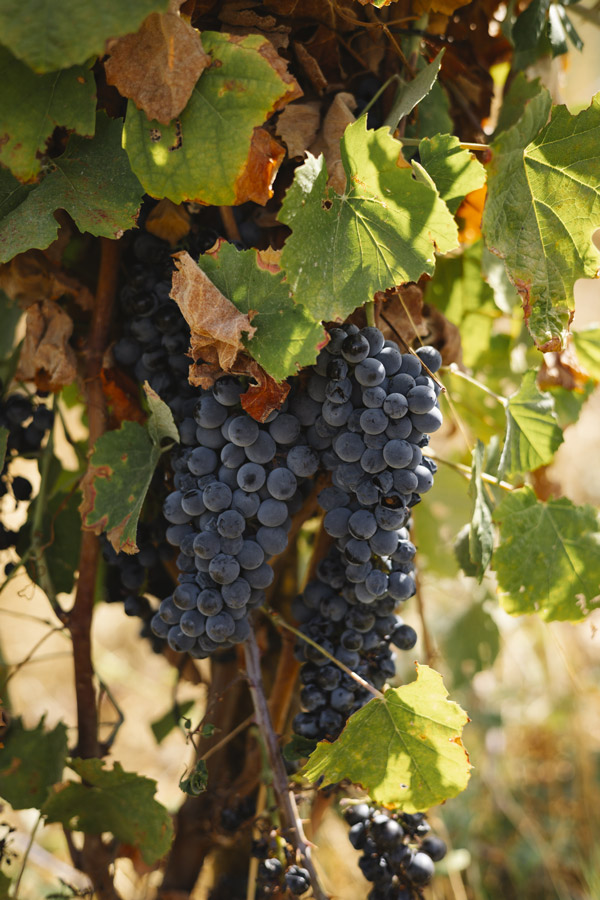 Galeria de vinhos - detalhes da produção