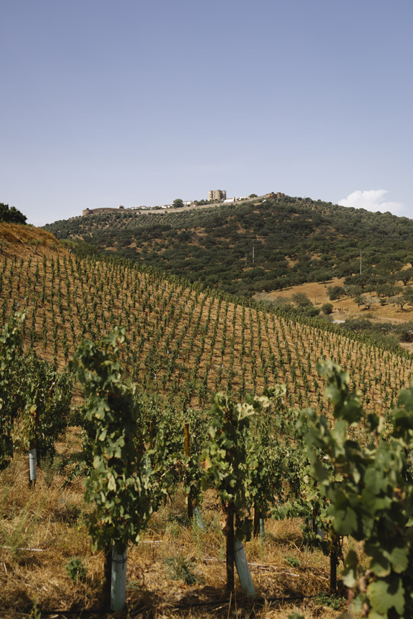 Galeria de vinhos - processo de vinificação